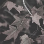 Ασημίνα Ξηρογιάννη | Φύλλα το φθινόπωρο