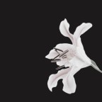 Πασχάλης Κατσίκας | Κρίνος ο κατηφής