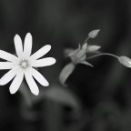 Σπύρος Κιοσσές | Της άνοιξης