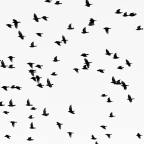 Αργύρης Φυτάκης | Birds have to fly II