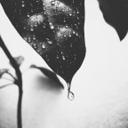 Μαίρη Φλώρου | Οι τροπικοί της υγρασίας