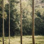 EcoPoetry & VocalAesthesis | Βιωματικό εργαστήρι στη Φύση