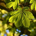 Αργύρης Φυτάκης | Φυλλομάντεις, εμείς