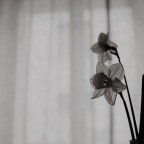 Νίκος Ι. Τζώρτζης | Δωροεπιταγή