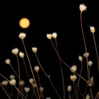 Άγγελος Ερατεινός | Πανσέληνος