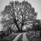 Σίμος Ιωσηφίδης | Απέναντι από το δέντρο