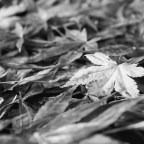 Άγγελος Ερατεινός | Πέντε χαϊκού άτακτα, τυχαία