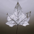 Βάνια Σύρμου | Τρία χαϊκού για την υποδοχή του φθινοπώρου