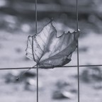 Σοφία Τσαγκάρη | Φθινόπωρο