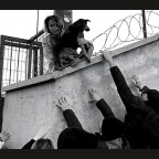 Μεταξύ φροντίδας και βίας: Τα σκυλιά της Κωνσταντινούπολης