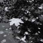 Ξανθή Μηλίγγου Γκλεζάκου | Μικρές ελπίδες