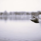 Γκέλη Ντηλιά | Των Παθών