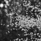 Γιώργος Σαραντάρης | Δυο τραγούδια της άνοιξης