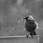 Αλεξία Καλογεροπούλου | Τρία χαϊκού για μια βροχερή Πρωταπριλιά