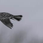 Μαρία Γεωργαλά | Κορυδαλλός