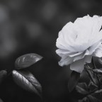 Μαίρη Φλώρου | Ανθοφορίας ξύπνημα
